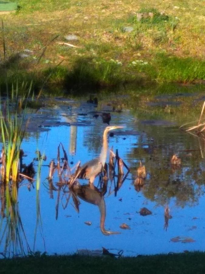 Frog Song Suite The Crags Bagian luar foto